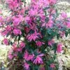 Pink Ribbons Deja Bloom Azalea - 1 Gallon Pot -Foxtail Plant Shop Azalea Deja Bloom Pink Ribbons 7