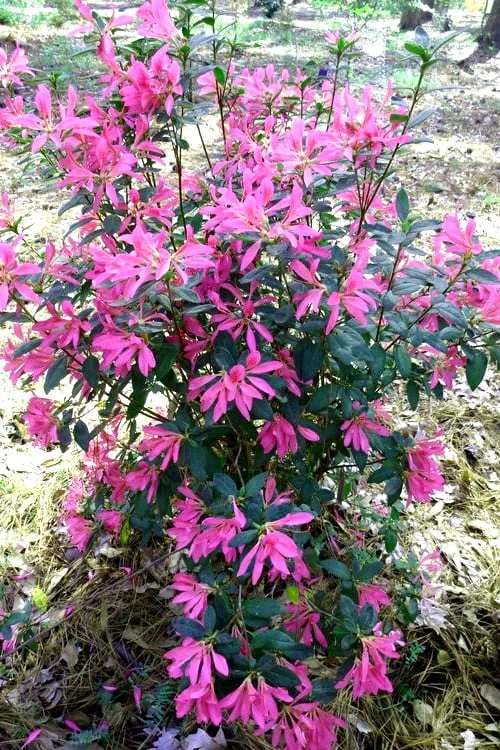 Pink Ribbons Deja Bloom Azalea - 1 Gallon Pot 1 Pink Ribbons Deja Bloom Azalea - 1 Gallon Pot