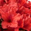 Red Tiara Deja Bloom Azalea - 1 Gallon Pot -Foxtail Plant Shop Azalea Deja Bloom Red Tiara 2