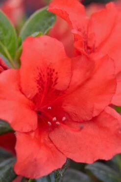 Red Tiara Deja Bloom Azalea - 1 Gallon Pot -Foxtail Plant Shop Azalea Deja Bloom Red Tiara 4
