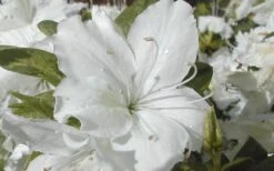 Delaware Valley White Azalea - 6 Pack Of 1 Gallon Pots -Foxtail Plant Shop Azalea Delaware Valley White 2 1