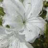 Delaware Valley White Azalea - 1 Gallon Pot 9 Delaware Valley White Azalea - 1 Gallon Pot -Foxtail Plant Shop Azalea Delaware Valley White 500x750 1