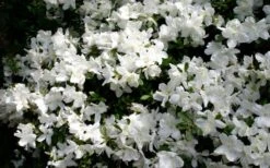 Delaware Valley White Azalea - 6 Pack Of 1 Gallon Pots -Foxtail Plant Shop Azalea Deleware Valley White Bloom 1