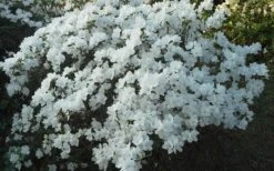Delaware Valley White Azalea - 1 Gallon Pot -Foxtail Plant Shop Azalea Deleware Valley White Landscape