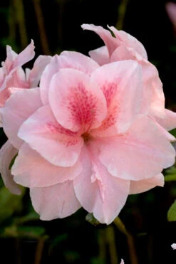 Autumn Belle Encore Azalea - 6 Pack Of 1 Gallon Pots