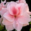 Autumn Belle Encore Azalea - 2 Gallon Pot -Foxtail Plant Shop Azalea Encore Autumn Belle 20