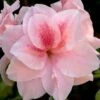 Autumn Belle Encore Azalea - 1 Gallon Pot -Foxtail Plant Shop Azalea Encore Autumn Belle 20 2