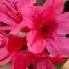 Autumn Cheer Encore Azalea - 1 Gallon Pot -Foxtail Plant Shop Azalea Encore Autumn Cheer