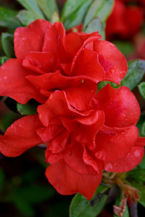 Autumn Embers Encore Azalea - 3 Gallon Pot 1 Autumn Embers Encore Azalea - 3 Gallon Pot