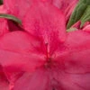 Autumn Jewel Encore Azalea - 2 Gallon Pot 13 Autumn Jewel Encore Azalea - 2 Gallon Pot -Foxtail Plant Shop Azalea Encore Autumn Jewel 1