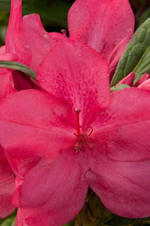 Autumn Jewel Encore Azalea - 2 Gallon Pot 1 Autumn Jewel Encore Azalea - 2 Gallon Pot