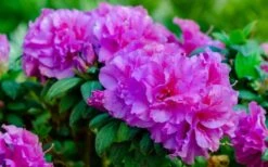 Autumn Majesty Encore Azalea - 6 Pack Of 1 Gallon Pots -Foxtail Plant Shop Azalea Encore Autumn Majesty 13