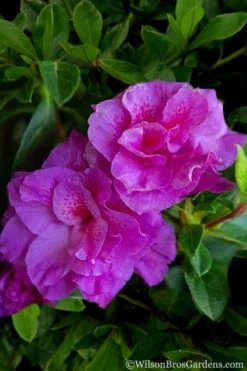 Autumn Majesty Encore Azalea - 2 Gallon Pot -Foxtail Plant Shop Azalea Encore Autumn Majesty 5 2