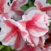 Autumn Starburst Encore Azalea - 1 Gallon Pot -Foxtail Plant Shop Azalea Encore Autumn Starburst