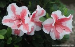 Autumn Starburst Encore Azalea - 6 Pack Of 1 Gallon Pots -Foxtail Plant Shop Azalea Encore Autumn Starburst 2 1