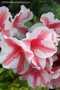 Autumn Starburst Encore Azalea - 1 Gallon Pot