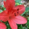 Flame Creeper Dwarf Spreading Azalea - 3 Gallon Pot -Foxtail Plant Shop Azalea Flame Creeper 10