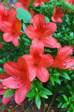 Flame Creeper Dwarf Spreading Azalea - 3 Gallon Pot 7 Flame Creeper Dwarf Spreading Azalea - 3 Gallon Pot -Foxtail Plant Shop Azalea Flame Creeper 11