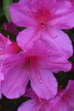 Formosa Southern Indica Azalea - 1 Gallon Pot -Foxtail Plant Shop Azalea Formosa 500x750 1