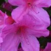 Formosa Southern Indica Azalea - 3 Gallon Pot -Foxtail Plant Shop Azalea Formosa 500x750 3