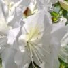 Mrs. G.G. Gerbing White Southern Indica Azalea - 1 Gallon Pot -Foxtail Plant Shop Azalea G G Gerbing 500x750 3
