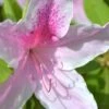 George L. Taber Southern Indica Azalea - 7 Gallon Pot -Foxtail Plant Shop Azalea George L Taber 500x750 3