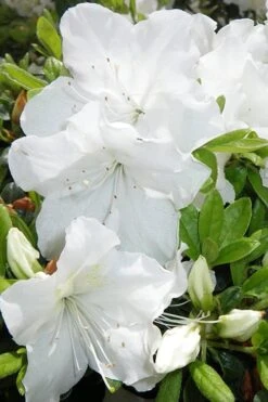 Girard's Pleasant White Azalea - 1 Gallon Pot 11 Girard's Pleasant White Azalea - 1 Gallon Pot -Foxtail Plant Shop Azalea Girards Pleasant White 500x750 1