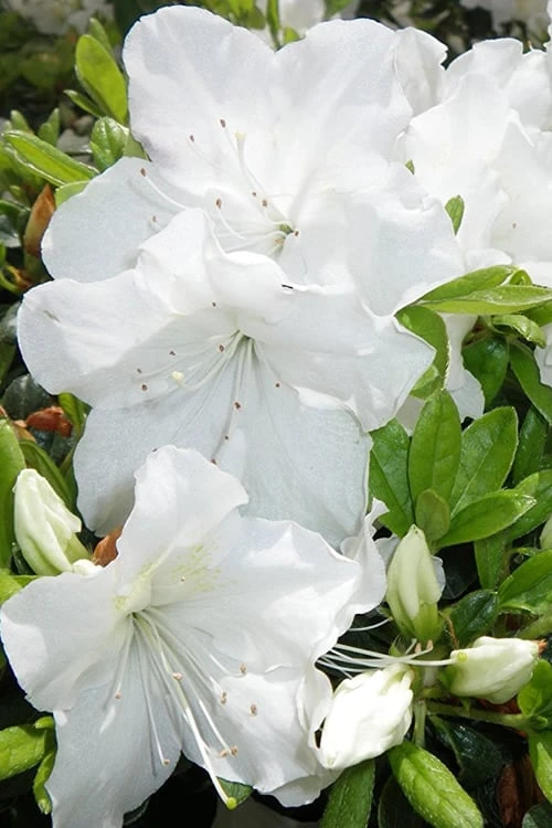 Girard's Pleasant White Azalea - 1 Gallon Pot 5 Girard's Pleasant White Azalea - 1 Gallon Pot - Image 5