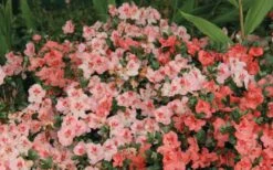 Hilda Niblett Azalea - 2 Gallon Pot -Foxtail Plant Shop Azalea Hilda Niblet Flowers 2