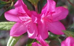 Judge Solomon Southern Indica Azalea - 1 Gallon Pot -Foxtail Plant Shop Azalea Judge Solomon 50 1