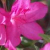 Judge Solomon Southern Indica Azalea - 1 Gallon Pot -Foxtail Plant Shop Azalea Judge Solomon 500x750 2
