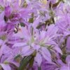 Koromo Shikibu Purple Spider Azalea - 6 Pack Of 1 Gallon Pots -Foxtail Plant Shop Azalea Koromo Shikibu 1 2