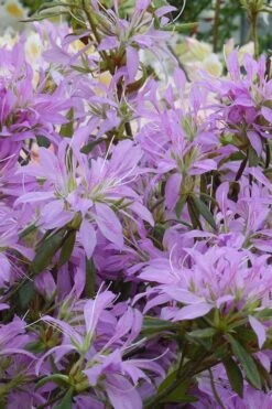 Koromo Shikibu Purple Spider Azalea - 6 Pack Of 1 Gallon Pots -Foxtail Plant Shop Azalea Koromo Shikibu 2 2