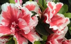 Mardi Gras Southern Indica Azalea - 1 Gallon Pot -Foxtail Plant Shop Azalea Mardi Gras 2 1