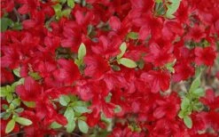 Midnight Flare Azalea - 2 Gallon Pot 13 Midnight Flare Azalea - 2 Gallon Pot -Foxtail Plant Shop Azalea Midnight Flare 1