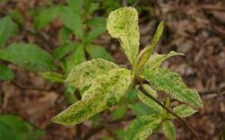 Dons Variegated Native Azalea - Rhododendron - 1 Gallon Pot -Foxtail Plant Shop Azalea Native Dons Variegated 3