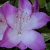 Nuccio's Voodoo Azalea - 6 Pack Of 1 Gallon Pots 13 Nuccio's Voodoo Azalea - 6 Pack Of 1 Gallon Pots -Foxtail Plant Shop Azalea Nuccios Voodoo 2 2