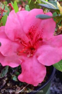 Pink Explosion Bloom 'N Again Azalea - 2 Gallon Pot 8 Pink Explosion Bloom 'N Again Azalea - 2 Gallon Pot -Foxtail Plant Shop Azalea Pink Explosion Bloom N Again 20
