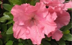 Gumpo Pink Dwarf Azalea - 1 Gallon Pot 7 Gumpo Pink Dwarf Azalea - 1 Gallon Pot -Foxtail Plant Shop Azalea Pink Gumpo