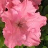 Gumpo Pink Dwarf Azalea - 2 Gallon Pot -Foxtail Plant Shop Azalea Pink Gumpo 500x750 2