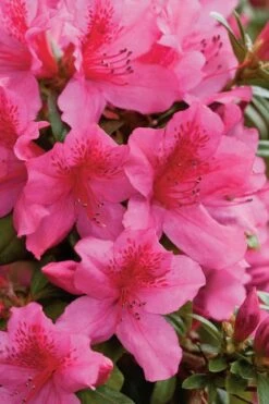 Pride Of Mobile Azalea - 1 Gallon Pot -Foxtail Plant Shop Azalea Pride Of Mobile 500x750 1