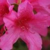 Pride Of Mobile Azalea - 1 Gallon Pot -Foxtail Plant Shop Azalea Pride of Mobile 13