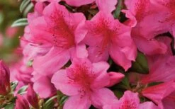 Pride Of Mobile Azalea - 1 Gallon Pot -Foxtail Plant Shop Azalea Pride of Mobile 15