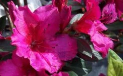 Red Formosa Azalea - 3 Gallon Pot -Foxtail Plant Shop Azalea Red Formosa 1