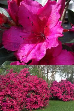 Red Formosa Azalea - 3 Gallon Pot -Foxtail Plant Shop Azalea Red Formosa 1 500x750 2