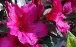 Red Formosa Azalea - 3 Gallon Pot -Foxtail Plant Shop Azalea Red Formosa 3