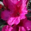 Red Formosa Azalea - 6 Pack Of 1 Gallon Pots -Foxtail Plant Shop Azalea Red Formosa 5 2