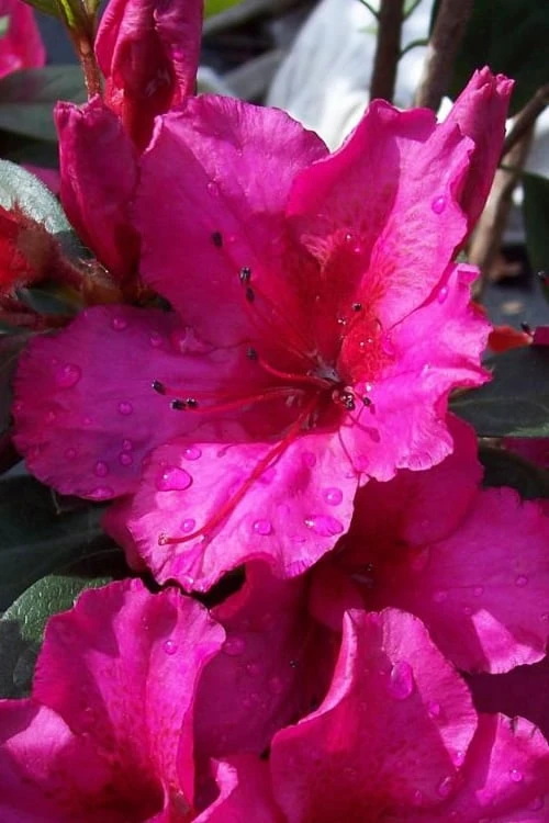 Red Formosa Azalea - 6 Pack Of 1 Gallon Pots 1 Red Formosa Azalea - 6 Pack Of 1 Gallon Pots