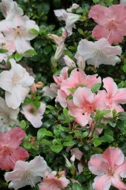Sir Robert Dwarf Azalea - 3 Gallon Pot 10 Sir Robert Dwarf Azalea - 3 Gallon Pot -Foxtail Plant Shop Azalea Sir Robert 12
