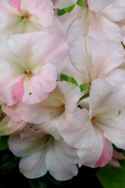 Sir Robert Dwarf Azalea - 3 Gallon Pot 9 Sir Robert Dwarf Azalea - 3 Gallon Pot -Foxtail Plant Shop Azalea Sir Robert 20